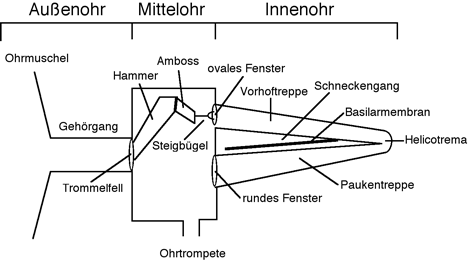 schematischer Aufbau des Ohres